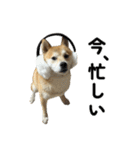 柴犬の姉弟-サクラと将太郎-（個別スタンプ：21）