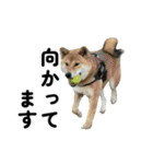 柴犬の姉弟-サクラと将太郎-（個別スタンプ：22）