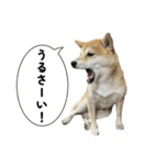 柴犬の姉弟-サクラと将太郎-（個別スタンプ：29）