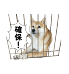 柴犬の姉弟-サクラと将太郎-（個別スタンプ：31）