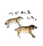 柴犬の姉弟-サクラと将太郎-（個別スタンプ：34）