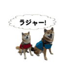 柴犬の姉弟-サクラと将太郎-（個別スタンプ：35）