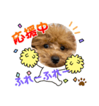 ダックスあんどトイプスタンプ（個別スタンプ：4）