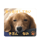 ダックスあんどトイプスタンプ（個別スタンプ：5）