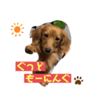 ダックスあんどトイプスタンプ（個別スタンプ：8）