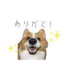 タフだぜタフィーくん2（個別スタンプ：4）