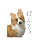 タフだぜタフィーくん2（個別スタンプ：17）