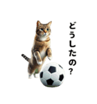 サッカー大好き猫の日常会話スタンプ（個別スタンプ：2）