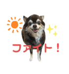 愛犬ちょこのほんわかスタンプ3（個別スタンプ：8）