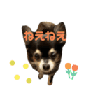 愛犬ちょこのほんわかスタンプ3（個別スタンプ：15）