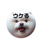 もふもふにおまかせ（個別スタンプ：11）