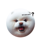 もふもふにおまかせ（個別スタンプ：16）