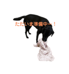 黒ラブ(ベル①)（個別スタンプ：2）