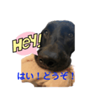 黒ラブ(ベル①)（個別スタンプ：5）