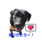 黒ラブ(ベル①)（個別スタンプ：6）