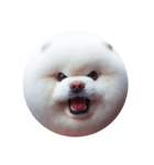 fluffy dog～もふもふな犬におまかせ～（個別スタンプ：1）