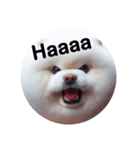fluffy dog～もふもふな犬におまかせ～（個別スタンプ：2）