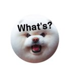 fluffy dog～もふもふな犬におまかせ～（個別スタンプ：4）