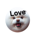fluffy dog～もふもふな犬におまかせ～（個別スタンプ：6）