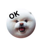 fluffy dog～もふもふな犬におまかせ～（個別スタンプ：7）
