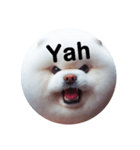 fluffy dog～もふもふな犬におまかせ～（個別スタンプ：8）