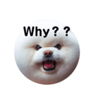 fluffy dog～もふもふな犬におまかせ～（個別スタンプ：9）