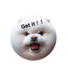 fluffy dog～もふもふな犬におまかせ～（個別スタンプ：11）