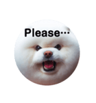 fluffy dog～もふもふな犬におまかせ～（個別スタンプ：13）
