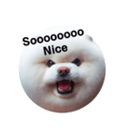 fluffy dog～もふもふな犬におまかせ～（個別スタンプ：16）