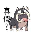 過剰反応する黒柴犬（個別スタンプ：37）