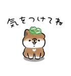 生活する犬<胡麻>（個別スタンプ：34）