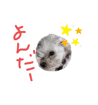 犬ミッキーのスタンプ2（個別スタンプ：7）