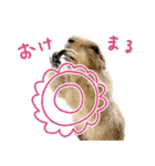 プレーリードッグのはむこ 3（個別スタンプ：5）