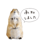 プレーリードッグのはむこ 3（個別スタンプ：7）