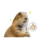 プレーリードッグのはむこ 3（個別スタンプ：8）