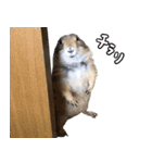 プレーリードッグのはむこ 3（個別スタンプ：13）