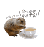 プレーリードッグのはむこ 3（個別スタンプ：14）