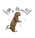 プレーリードッグのはむこ 3（個別スタンプ：20）
