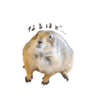 プレーリードッグのはむこ 3（個別スタンプ：25）