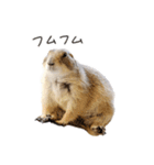 プレーリードッグのはむこ 3（個別スタンプ：26）