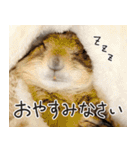 プレーリードッグのはむこ 3（個別スタンプ：35）