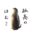 プレーリードッグのはむこ 3（個別スタンプ：40）