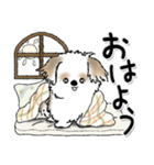 新・シーズー犬【タータンチェック好き】（個別スタンプ：1）