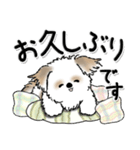 新・シーズー犬【タータンチェック好き】（個別スタンプ：2）