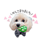 マルプーのらんまる♡（個別スタンプ：5）