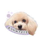 マルプーのらんまる♡（個別スタンプ：7）