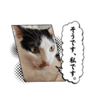 ホルリオン（個別スタンプ：5）