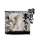ホルリオン（個別スタンプ：7）