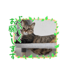 ホルリオン（個別スタンプ：14）