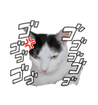 ホルリオン（個別スタンプ：16）